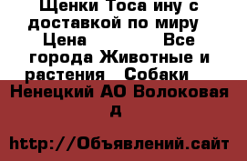 Щенки Тоса-ину с доставкой по миру › Цена ­ 68 000 - Все города Животные и растения » Собаки   . Ненецкий АО,Волоковая д.